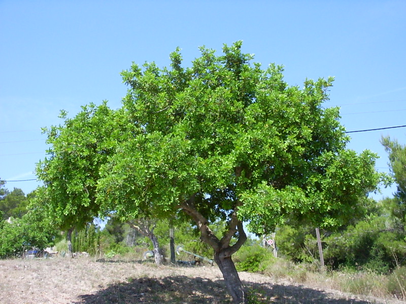 Karob - Rohovník obecný - strom